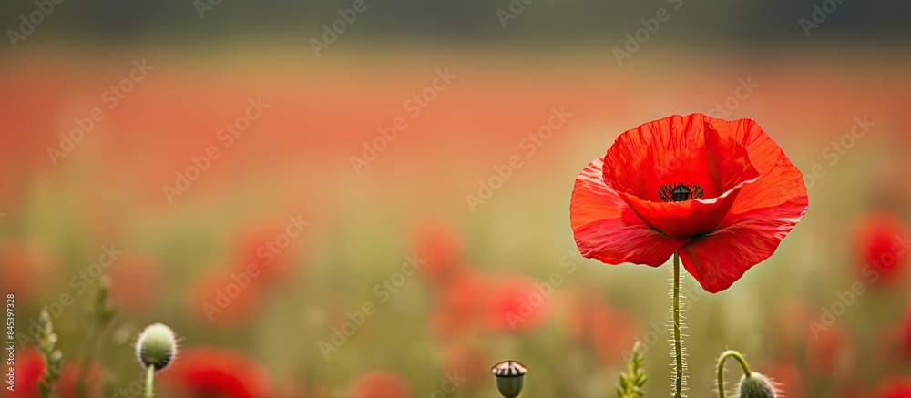 Poster singe red poppy in field. creative banner. copyspace image