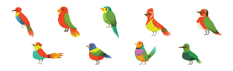 Bright Tropical Bird with Colorful Feathers Vector Set