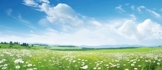 Fototapeta premium Summer field. Creative banner. Copyspace image