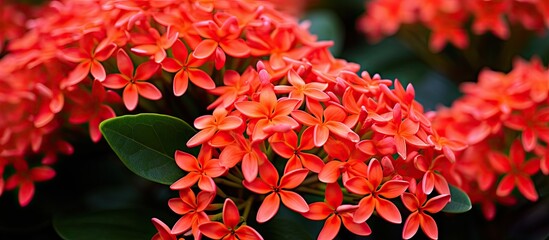 Ixora shrubs are known for their large corymbs of bright florets The large flower clusters come in red orange yellow and pink. Creative banner. Copyspace image