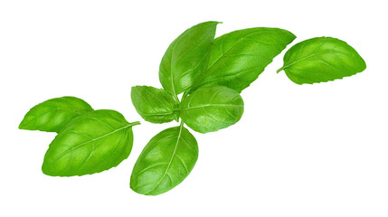 Falling basil leaves isolated on white background 