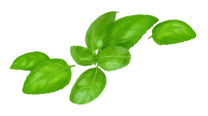 Falling basil leaves isolated on white background 