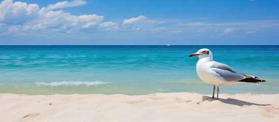 Fototapeta premium Seagull on the beach. Creative banner. Copyspace image
