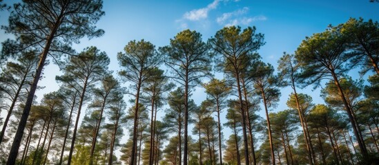 Obraz premium Looking up to the sky in pine forest. Creative banner. Copyspace image