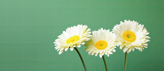 gerbera white and yellow flowers isolated on green background. Creative banner. Copyspace image