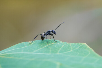Close-up black ant sitting on a green leaf in nature. The black ant looks cool in shape. Turning to look