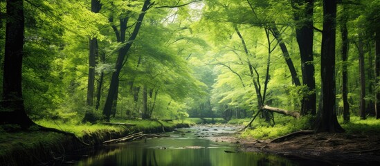 Obraz premium Green grass and trees in a forest. Creative banner. Copyspace image