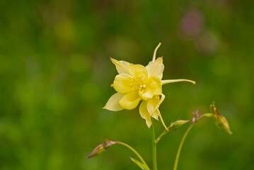Aquilegia yellow queen close-up on a semi-blurred green background.                              