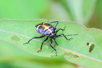Close up Euthyrhynchus floridanus, a yellow-black insect on green leaf in nature forest.