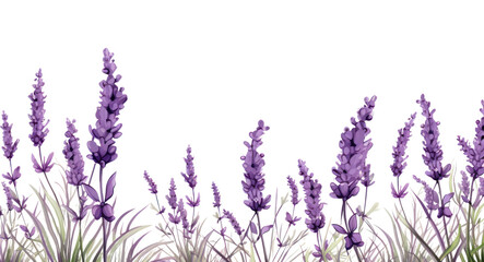 PNG Lavendar line horizontal border backgrounds lavender blossom.