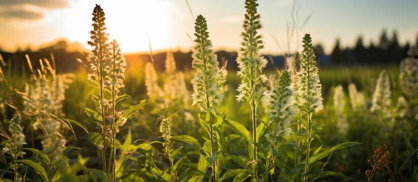 Creeping smartweed Persicaria longiseta flowers It is a weed that grows on roadsides and vacant lots and blooms from early summer to autumn. Creative banner. Copyspace image