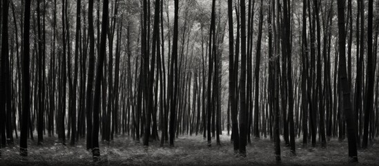 Black and white photo of trees in the forest. Creative banner. Copyspace image