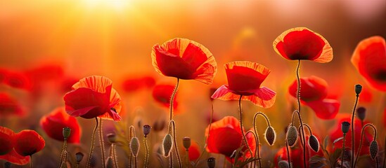 The amazing nature of red poppies under sunlight at sunset of a summer day A natural view of a blossoming flower as a background. Creative banner. Copyspace image