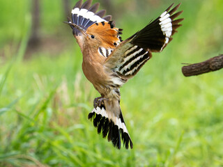 Eurasian hoopoe © Matthias