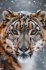 Face portrait of snow leopard - Irbis (Panthera uncia)
