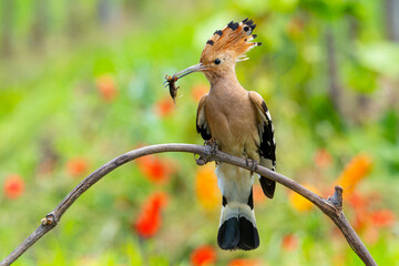 Eurasian hoopoe © Matthias