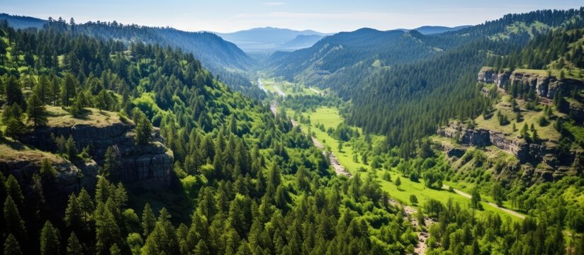 Top down view of forest trees in spearfish canyon SD. Creative banner. Copyspace image