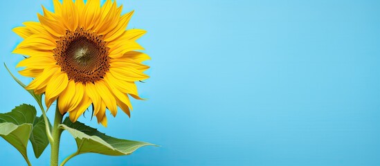 Obraz premium Sunflower light blue background yellow flower. Creative banner. Copyspace image