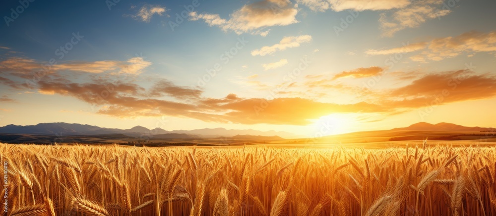Poster a general view of wheat field at the sunset. creative banner. copyspace image