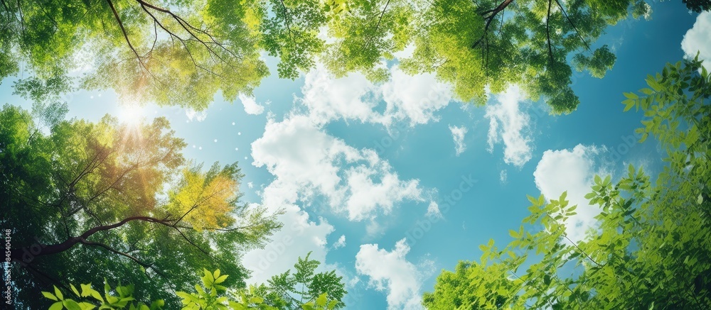 Aufkleber the trees in the garden are so beautiful to look up at the sky. Creative banner. Copyspace image