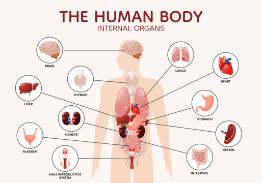 Human body anatomy internal organs and parts diagram poster