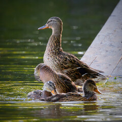 mallard family at the duck pond