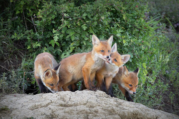 red fox cubs playing in front of the den
