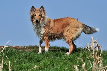 Junger amerikanischer Collie