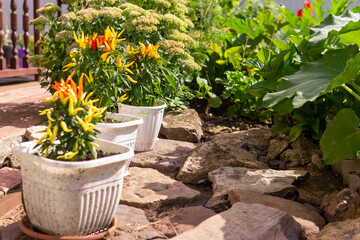 Growing pepper in a pot in the yard of a country house. Gardening and country life.
