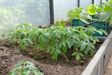 Tomato seedlings in a greenhouse close-up, home gardening