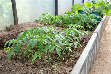 Tomato seedlings in a greenhouse close-up, home gardening
