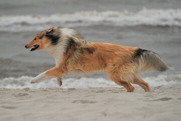 Junger Collie läuft am Strand