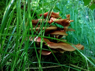 On an old rotten stump among the green long-leaved grass, a small group of poisonous mushrooms with beautiful large caps and long thin legs hid. Poisonous mushrooms and mushroom picking in summer.