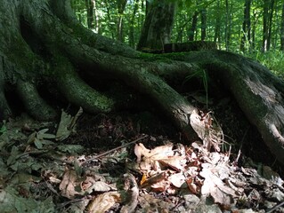 Beautiful hornbeam root texture in the forest. an unusual root above the surface of the soil with many roots that enter the ground forming an unusual beautiful texture of wood.
