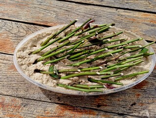 Pieces of rose stems are trimmed and cut into pieces, treated with a special rooting agent and planted in moist sand for the further cultivation of new red rose seedlings. Seedlings of roses on a wood