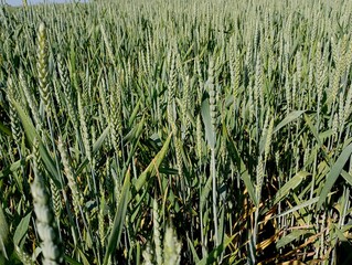 Obraz premium Texture of green wheat on the field. Green ears of wheat on the field in summer ripen under the sun. Agricultural topics of grain and wheat cultivation. Ukrainian wheat.