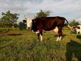 A black cow with a white head on a green grassy wide pasture against the background of trees and blue cloudy sky during sunset. Evening landscape on a cow pasture.