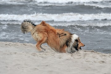 Amerikanischer Collie spielt am Strand