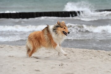 Amerikanischer Collie spielt am strand
