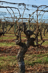 Rows of grape vines are almost dormant in the cooler months of the year waiting for the spring warmth.