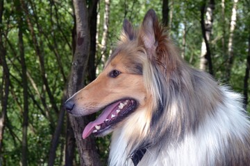 Ameriknanischer Collie, Portät
