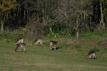 Fallow deer,, dama dama,, on carpathian forest, Slovakia