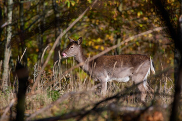 Fallow deer,, dama dama,, on carpathian forest, Slovakia
