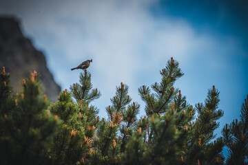 Flora and fauna of high altitude, the water pipit (Anthus spinoletta) passerine bird which breeds in the mountains of Southern Europe. Small bird on tree in national park High Tatras.