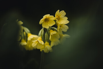 Primrose Primula Veris (cowslip, common cowslip, cowslip primrose), close up. First sping flower in national park High Tatras.