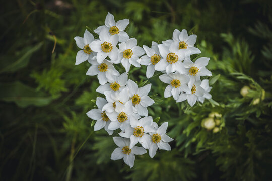 Anemonastrum narcissiflorum blooming in the mountains. Beautiful ornamental plant.