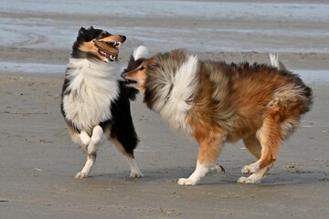 Australian Shepherd und Collierüde spielen