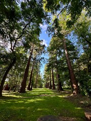 Path through the trees