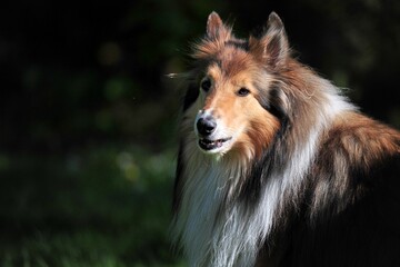 Amerikanischer Collie