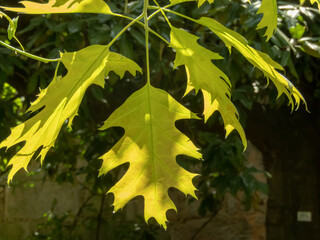 Quercus rubra or northern red oak branch in the spring